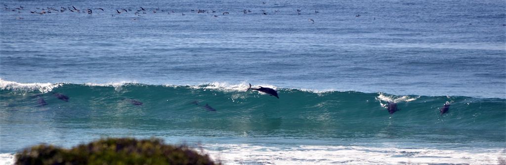 Dolphins view 2